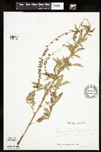 Agrimonia striata image