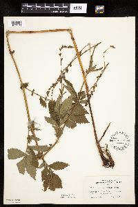 Agrimonia striata image