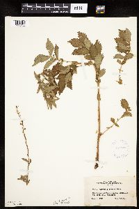 Agrimonia striata image