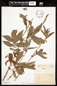 Agrimonia striata image