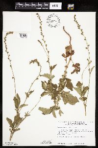 Agrimonia striata image