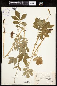 Agrimonia striata image