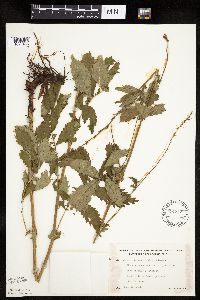 Agrimonia striata image