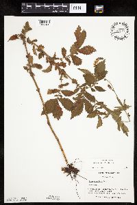 Agrimonia striata image