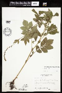 Agrimonia striata image