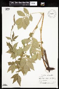 Agrimonia striata image