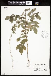 Agrimonia striata image