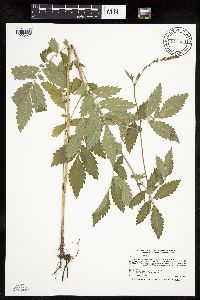 Agrimonia striata image