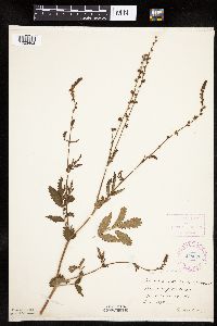 Agrimonia striata image