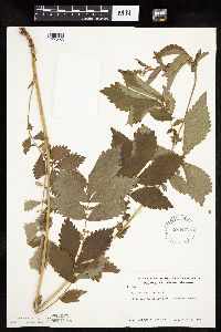 Agrimonia striata image