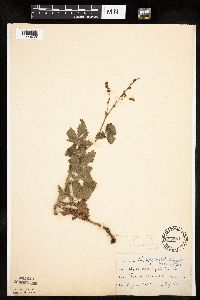 Agrimonia striata image