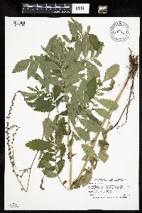 Agrimonia striata image