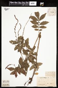 Agrimonia striata image