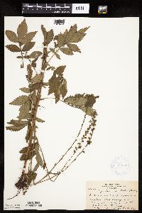 Agrimonia striata image