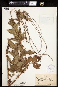 Agrimonia striata image