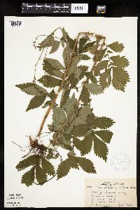 Agrimonia striata image