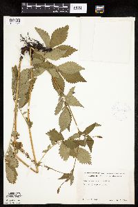 Agrimonia striata image