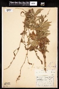 Agrimonia striata image