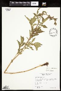 Agrimonia striata image