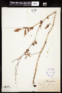 Agrimonia striata image