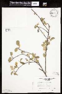 Amelanchier alnifolia image