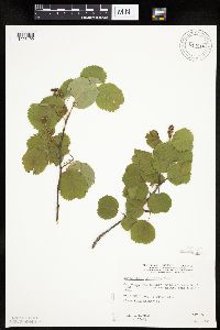 Amelanchier alnifolia image