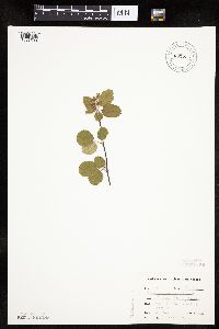 Amelanchier alnifolia image