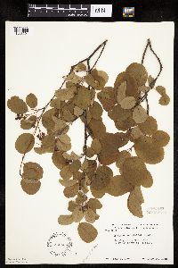 Amelanchier alnifolia image