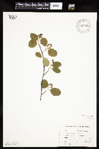 Amelanchier alnifolia image