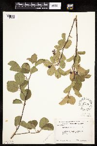 Amelanchier alnifolia image