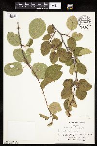 Amelanchier alnifolia image