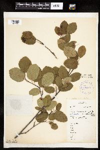 Amelanchier alnifolia image