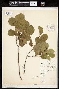 Amelanchier alnifolia image