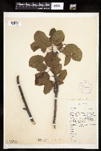 Amelanchier alnifolia image