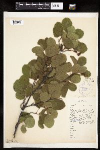 Amelanchier alnifolia image