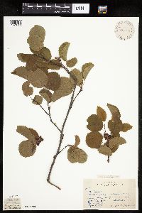 Amelanchier alnifolia image