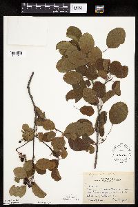 Amelanchier alnifolia image