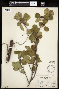 Amelanchier alnifolia image
