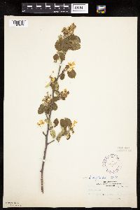 Amelanchier alnifolia image