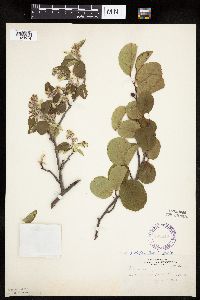 Amelanchier alnifolia image