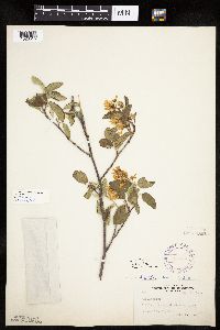 Amelanchier alnifolia image