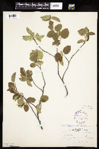 Amelanchier alnifolia image