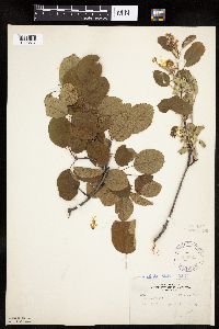 Amelanchier alnifolia image