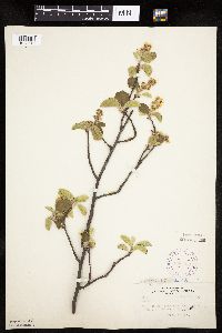 Amelanchier alnifolia image
