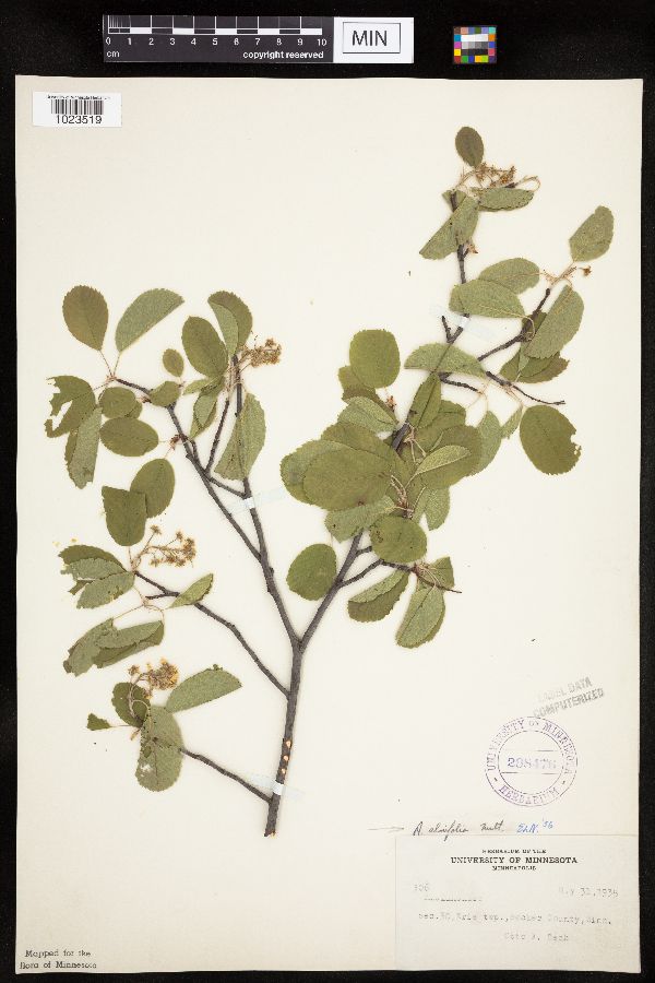 Amelanchier alnifolia image