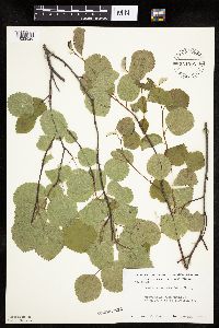 Amelanchier alnifolia image