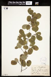 Amelanchier alnifolia image