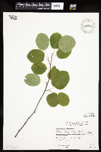 Amelanchier alnifolia image