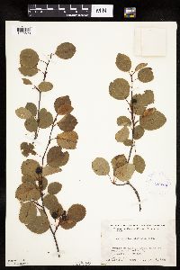 Amelanchier alnifolia image
