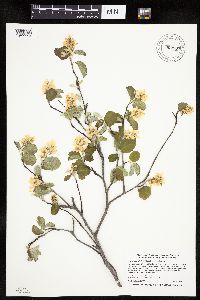 Amelanchier alnifolia image